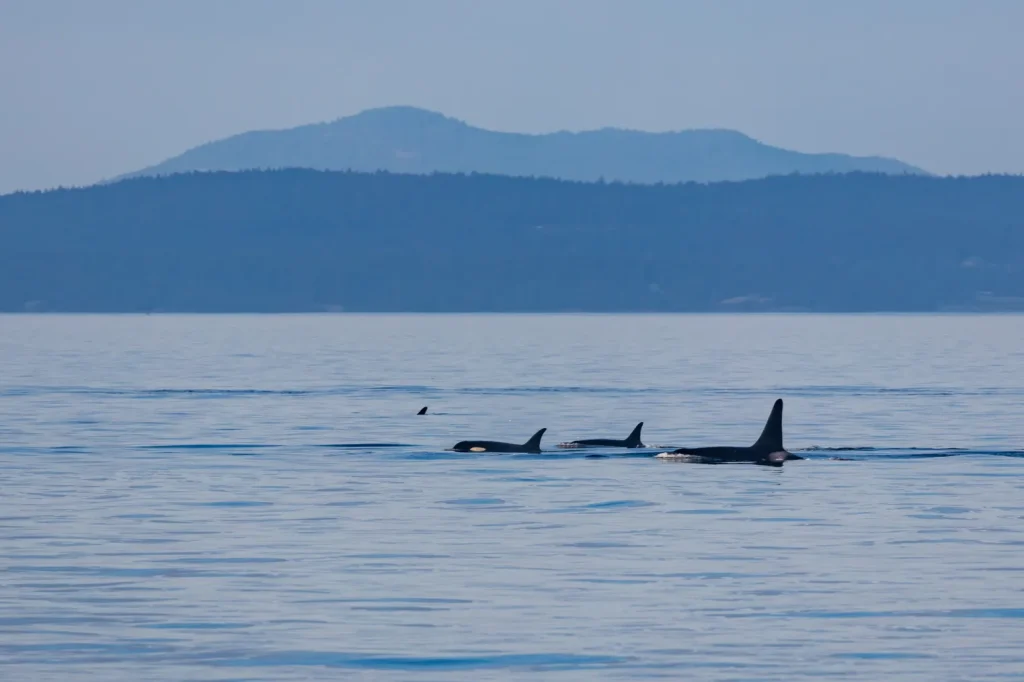 Killer whales in the Strait of Juan de Fuca